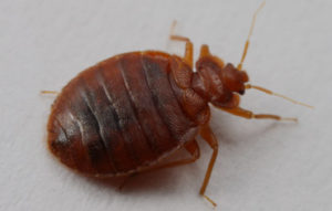 bedbug-control