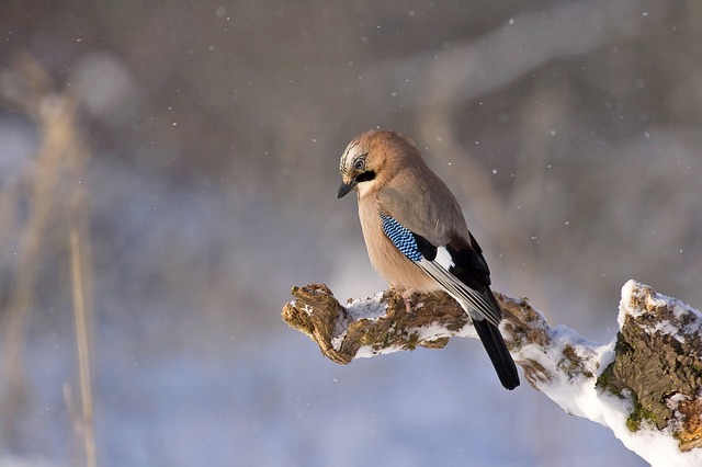 Bird-control