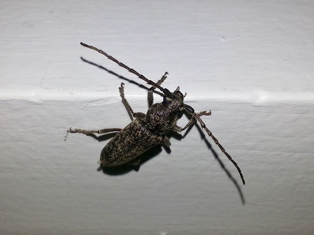 woodborer-control