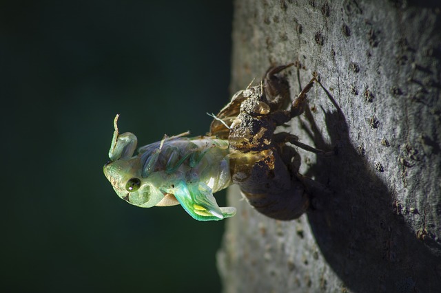bedbug-control