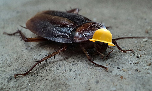 cockroach-control