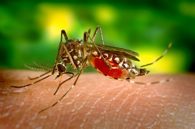 mosquito-control