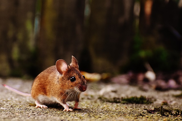 rodent-control